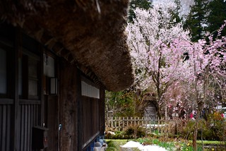 桜と雪＠白川郷。