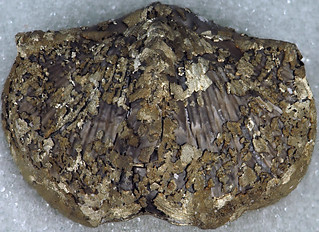 Pyritized Paraspirifer bownockeri, Silica Fm, Middle Devonian, Lucas Co, Ohio, USA