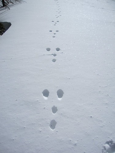 ウサギの足跡 by Poran111