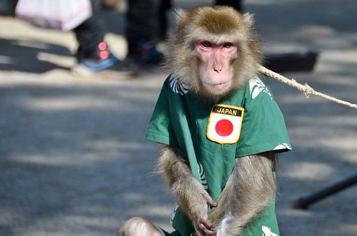 Sad Performing Monkey