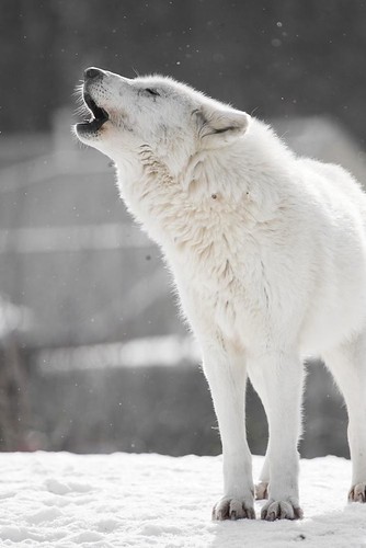 Arctic Wolf by HollyBerry255