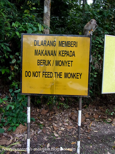 do not feed the monkey R0021544 copy