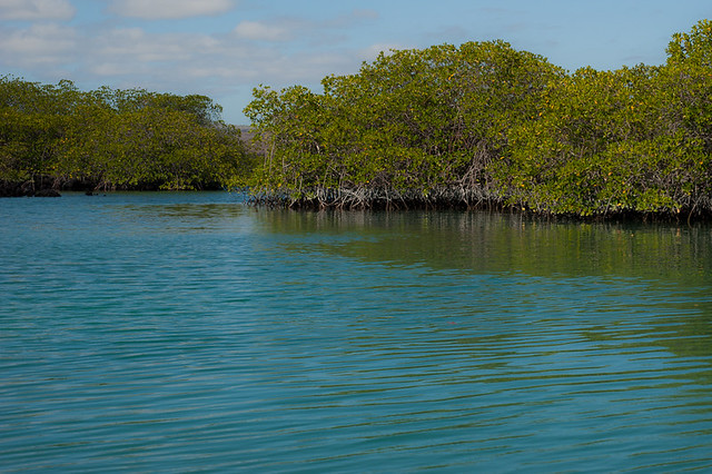Galapagos: Mangrove Marshlands