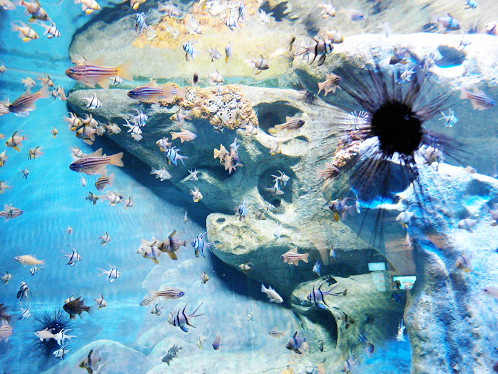 random fishes S.E.A. Aquarium world’s largest aquarium