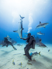 Grand Bahamas Diving 2013