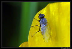 Diptera/Chamaemyiidae