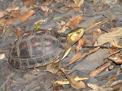 食蛇龜維持在附錄二，但是野外族群貿易量為零。（攝影：林大利）