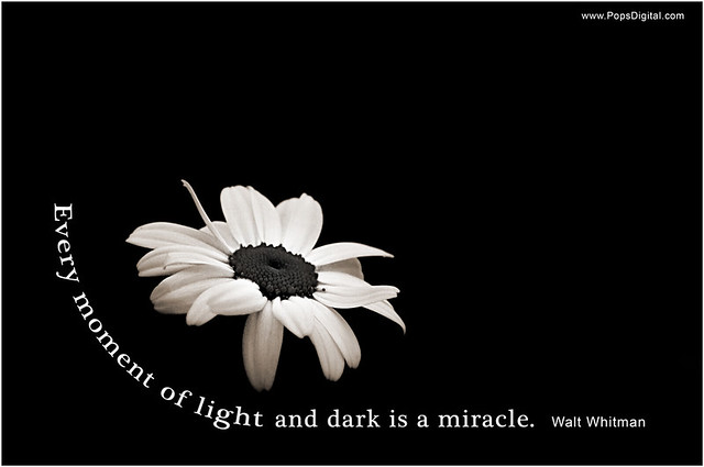 Walt Whitman, Light and Dark, Quote, Flower, Daisy, Monochrome