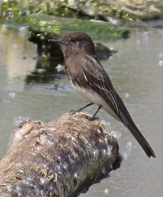 Black Phoebe at Sweetwater Wetlands in Tuscon, AZ