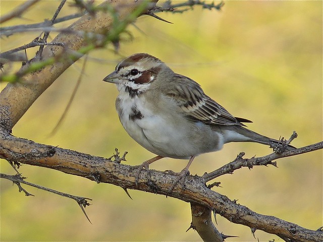 Lark Sparrow at the Green Valley Country Club in Green Valley, AZ 02