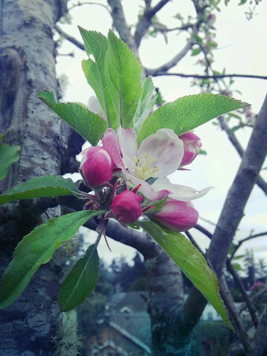 apple blossom by Amelia Joseph