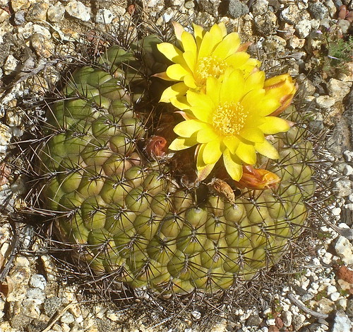 Matucana aureiflora by cactusjohn