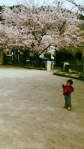 101 櫻花樹下練走路