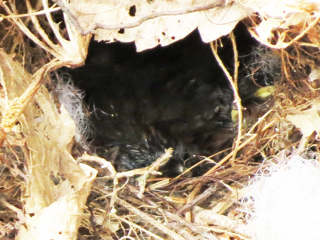 Carolina Wren chicks in nest