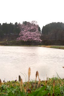 向野の桜＠城端。