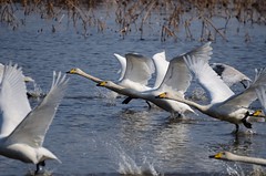 Swans & Birds