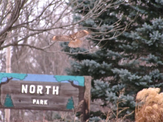 Red-shouldered Hawk at Lake Bloomington 02