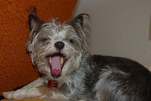 February 21: Yawning Dog