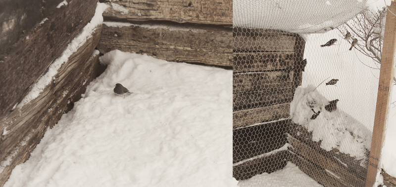 snow-birds-stuck-in-coop