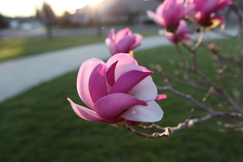 magnolia_60