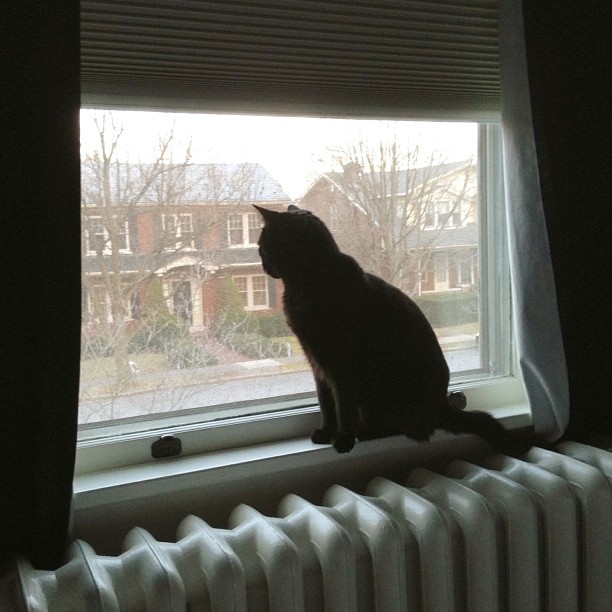 Gibson enjoying the view out our bedroom window.  #PicTapGo