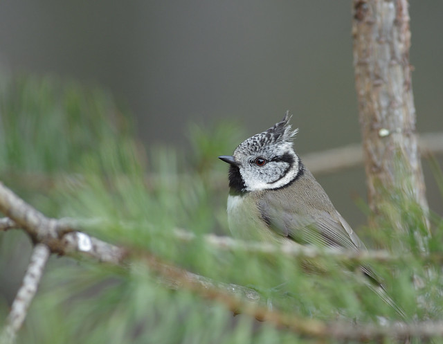 crested tit 2