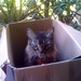 "I iz in ur box!" - Kuma Kitty