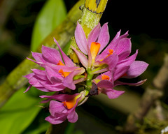Orchids and Tree Kangaroos - 13 March 2013 - Papua New Guinea