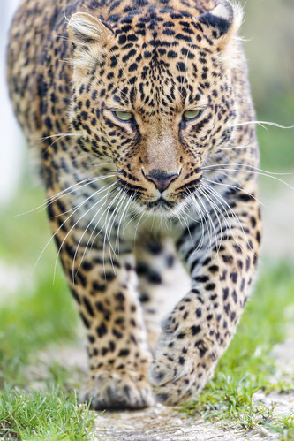 Leonie walking by Tambako the Jaguar