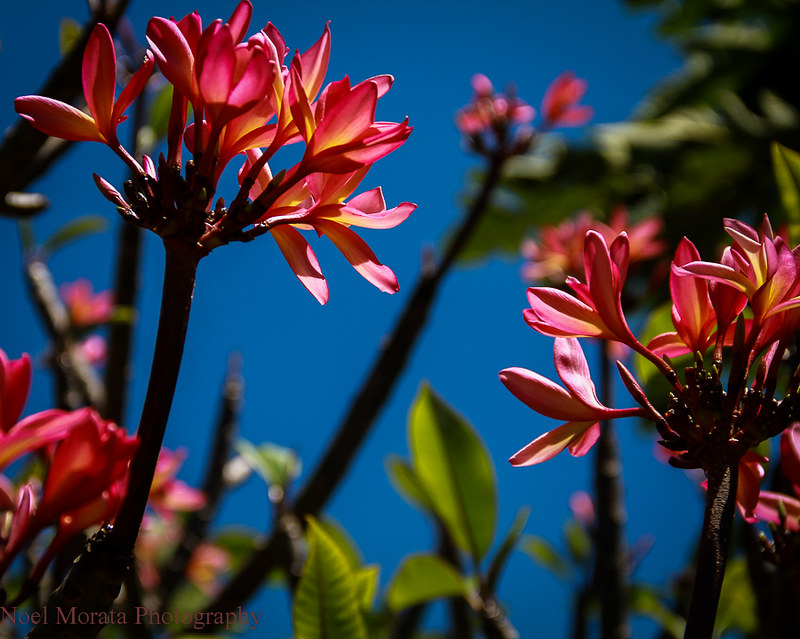 Plumeria blooms ,Trommer Lilly Farm, Big Island