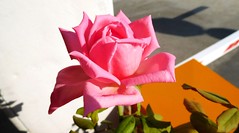 PINK ROSES OF GREECE