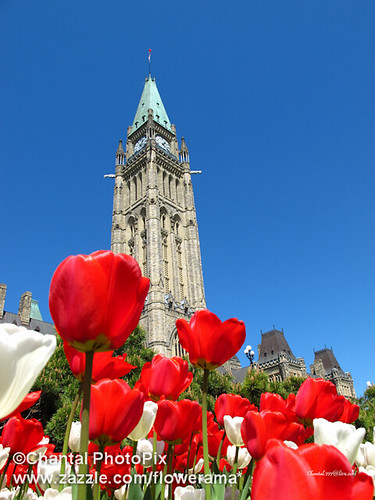 Red Tulips in front of the Peace Tower in Ottawa, Canada by Chantal PhotoPix