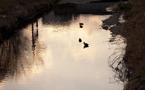 夕焼けの川と鴨
