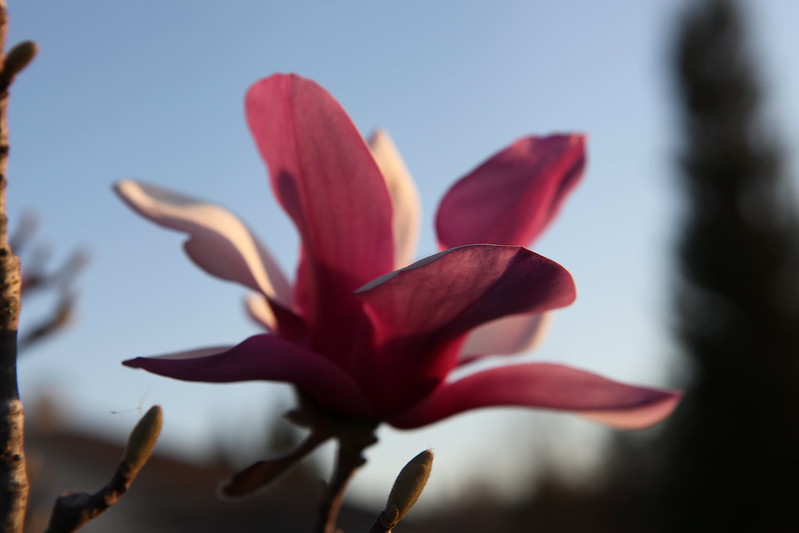 magnolia_67