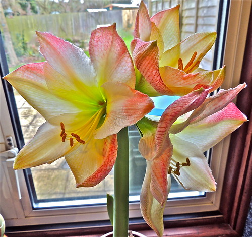 Amaryllis, Day 9.....Three Flowers Already Today! by Irene_A_