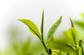Green Tea Leaf Extract Found in No-Stim