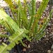 Garden Inventory: Sword Fern (Polystichum munitum) - 1