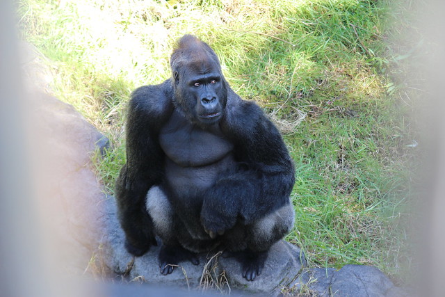 Gorilla at the San Francisco Zoo