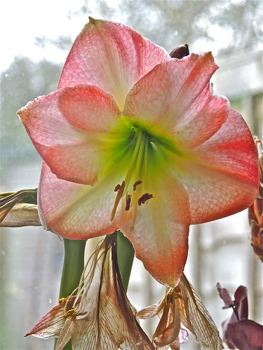 Amaryllis, Second Flower Stem .......(80/365) by Irene_A_