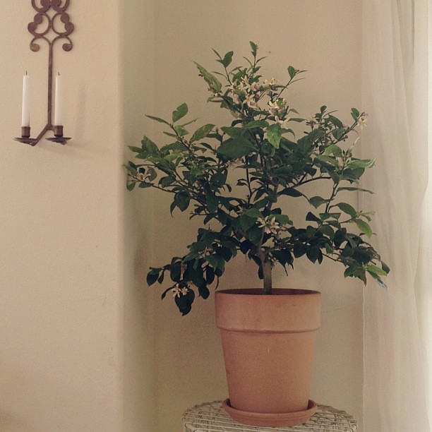Why yes I did ask for citrus trees. Meet my lemon beauty. She smells wonderful.  #happybirthdaytome