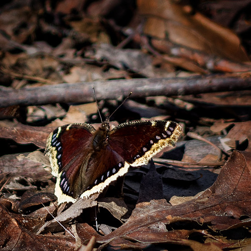 Spring Signs: Mourning Cloak Butterfly