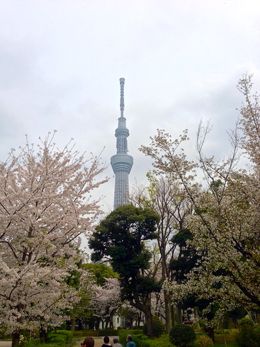 Sumida Park View of Sky Tree
