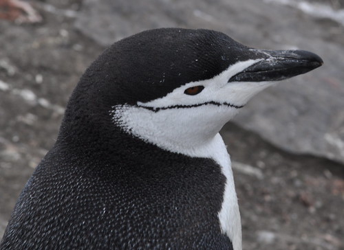 Chinstrap Penguin (Pygoscelis antarcticus) Bailey Head Deception Island by bjrejames