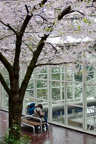 Enjoy SakuraB Bento under Cherry Blossoms