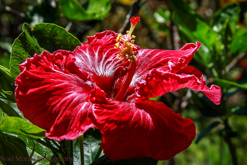 Hibiscus blooms,Trommer Lilly Farm, Big Island