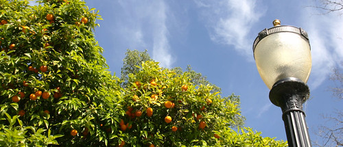 Oranges in Sacramento