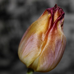 Portraits of Tulips