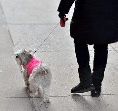 Dogs in NYC