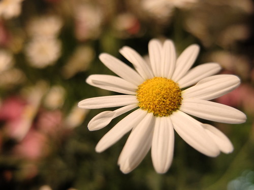 costom color white balance flower