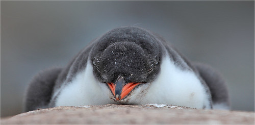 When I'm grown up I want to be a Penguin by Sandra OTR
